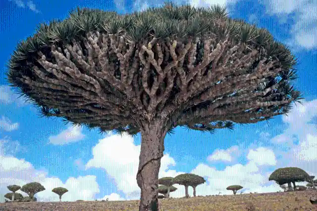 #21. The Dragon Trees In Socotra, Yemen