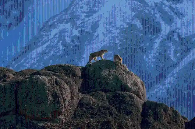 The 27 Most Amazing Animal Pictures Of All Time