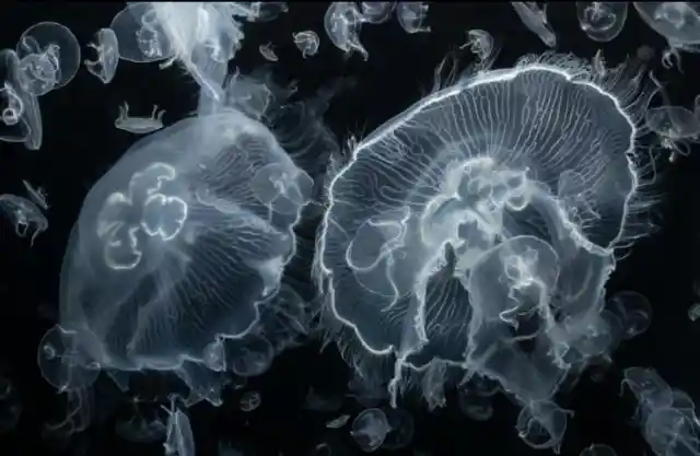 #17. Moon Jellies