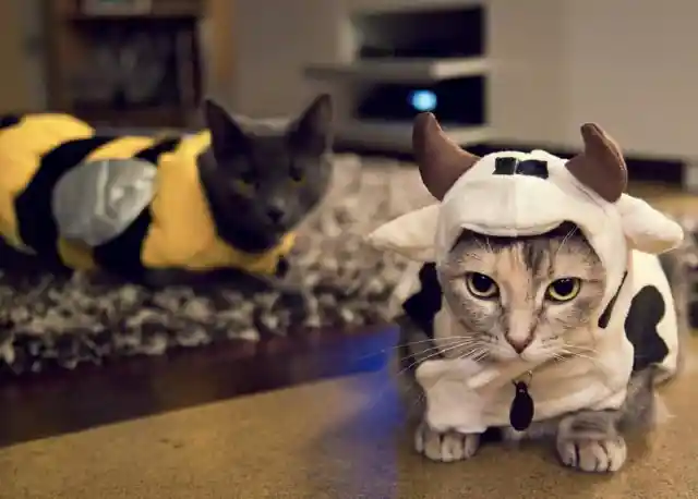 9. Undercover Cats