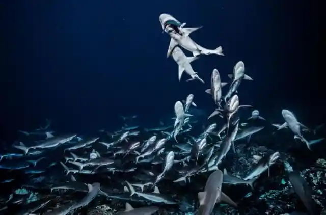 #2. Underwater Predators