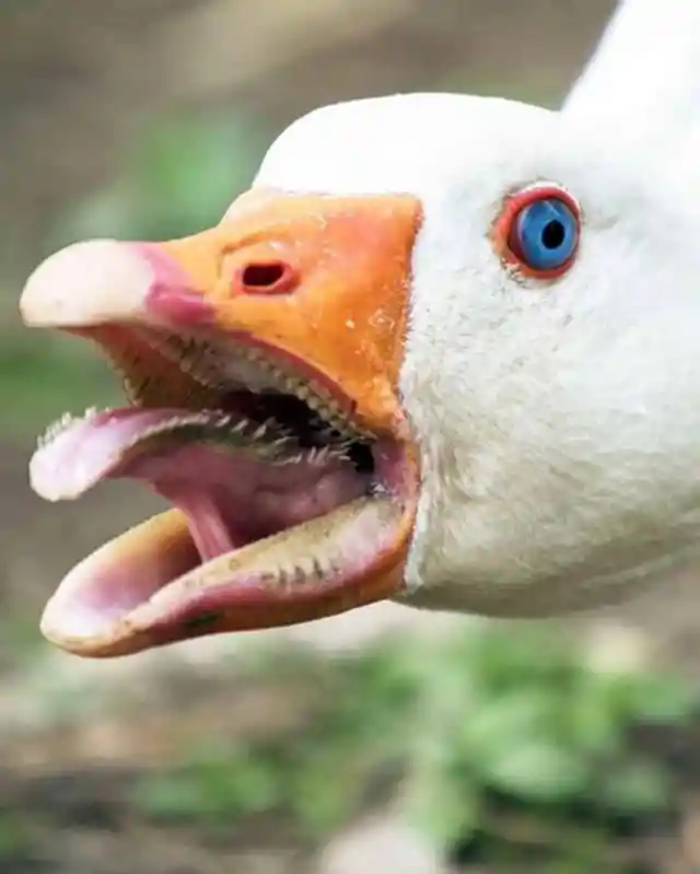 Killer Goose