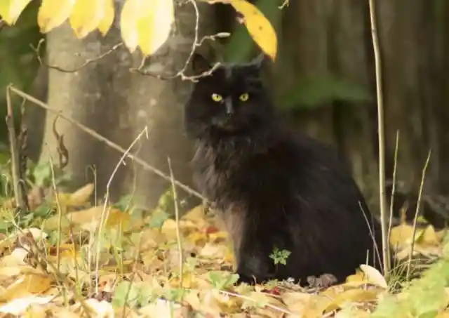 8. Black Cats and Superstitions