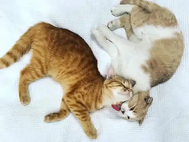 #5. Dorito and Calippo