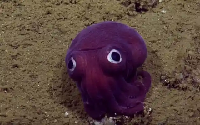 Scientists Flip Out As They Watch 'Ghost' Showing Up On Deep-Sea Camera