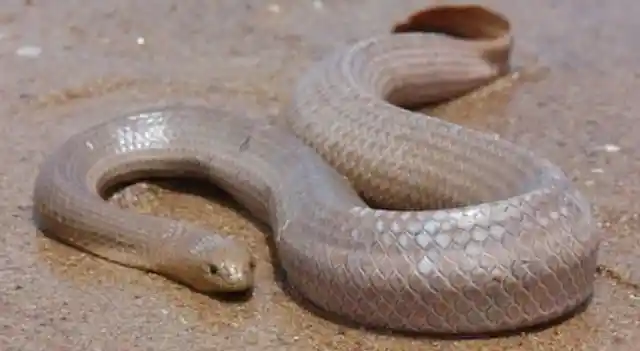 Dubois Sea Snake