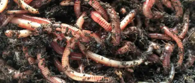 #10. Humans Exist Thanks To Worms