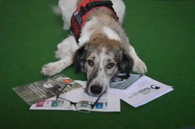 The Inspiring Story Of An Unwanted Stray Who Became A Therapy Dog