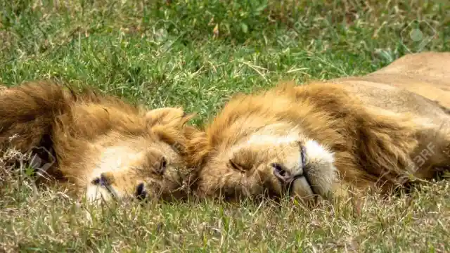 Lions Sleep All The Time