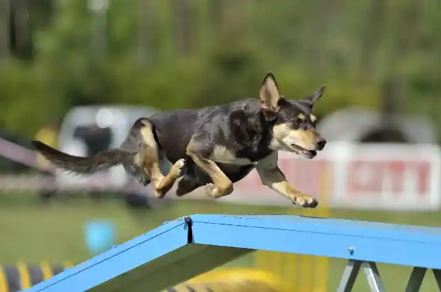 Australian Kelpie