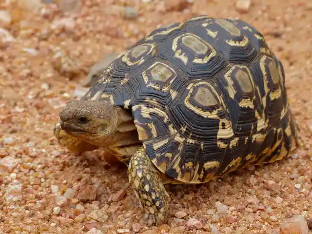 #10. Fastest Tortoise