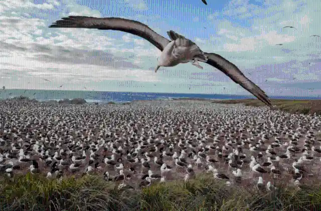 #27. Hidden Albatrosses