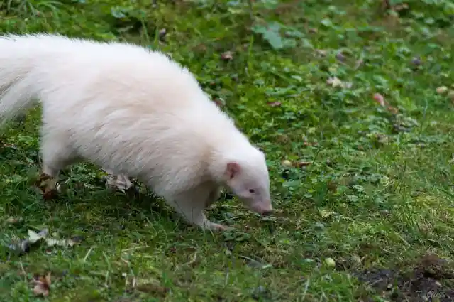 Albino Skunk
