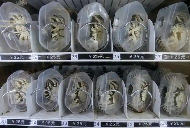 Live Crab Vending Machine