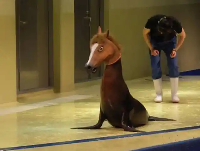 18. Is That a Horse Seal?