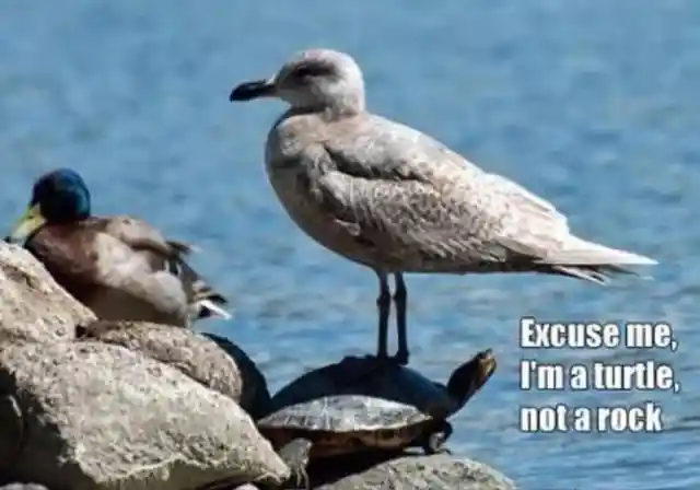 Excuse Me?