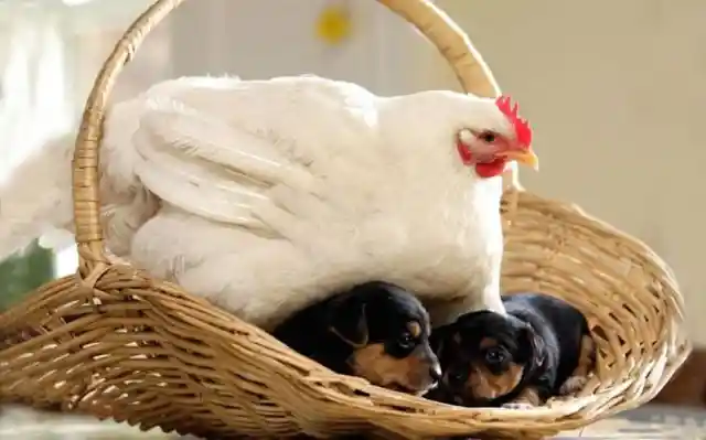 Hatching Puppies