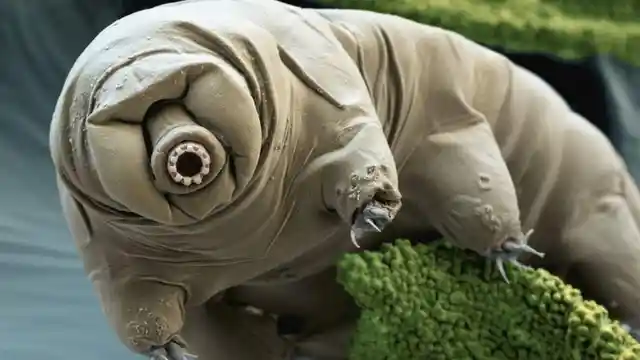 #2. The Water Bear