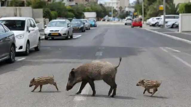 #8. Wild Boars In Israel