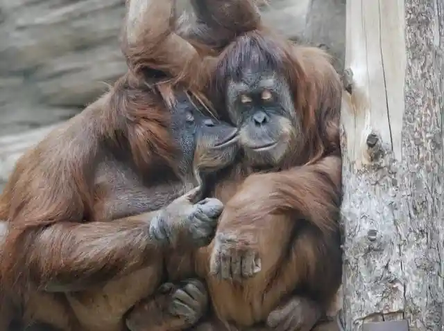 #3. Apes Showing Some Tenderness
