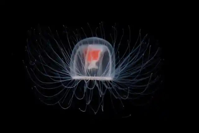 #4. Jellyfish