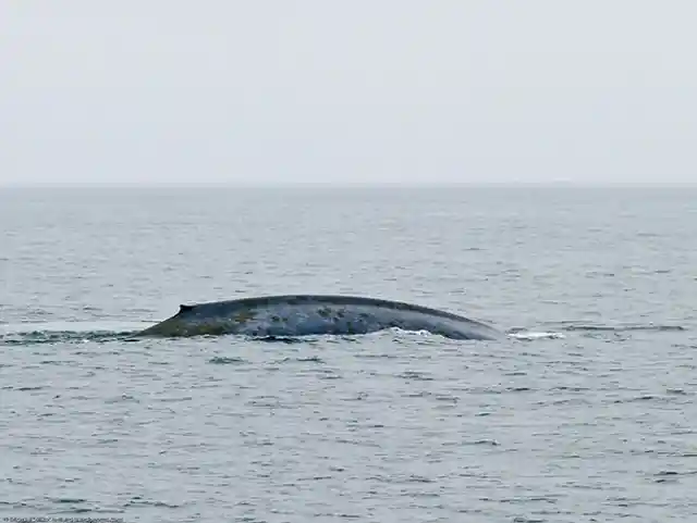 Blue Whale Singing