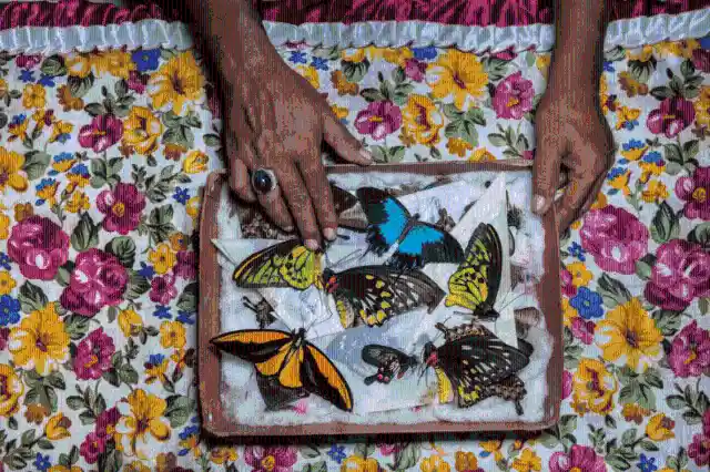 #11. Butterfly Catcher