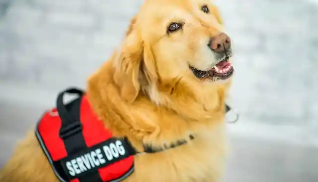 Service Dog Calls 911 On Special Phone And Then Runs Through Fire To Save Blind Owner