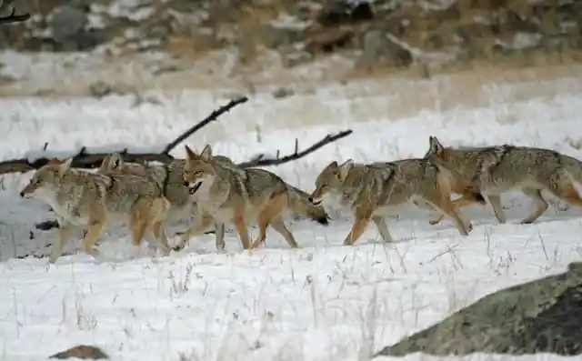 Lost Dog Finds Pack of Coyotes, the Most Amazing Thing Happens