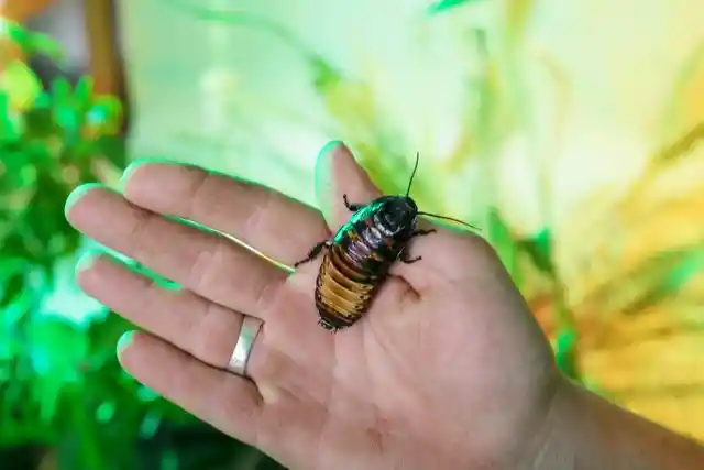 #4. Madagascar Hissing Cockroach