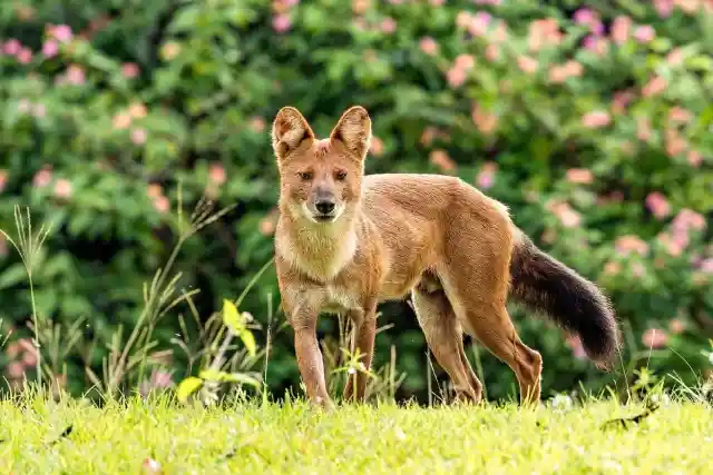 #11. Dholes Like to Whistle