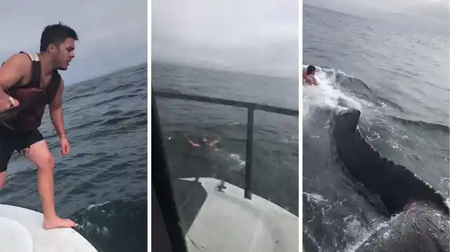 Brave Fisherman Jumps On Trapped Humpback Whale To Do This...