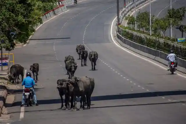 #4. Buffalos In New Delhi
