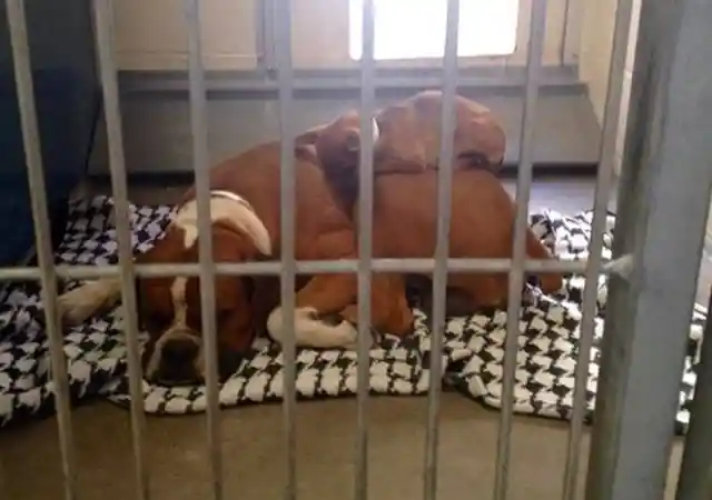 Another Pair of Bonded Dogs Melted Out Hearts