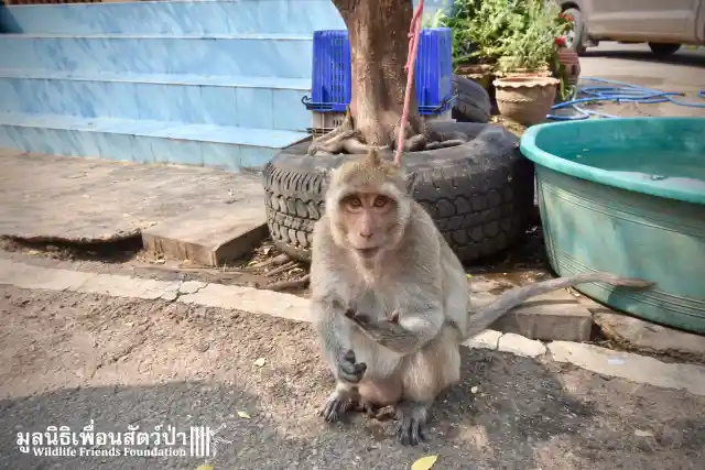 After 3 Years Of Sadness, Mali The Macaque Gets Her Happy Ending