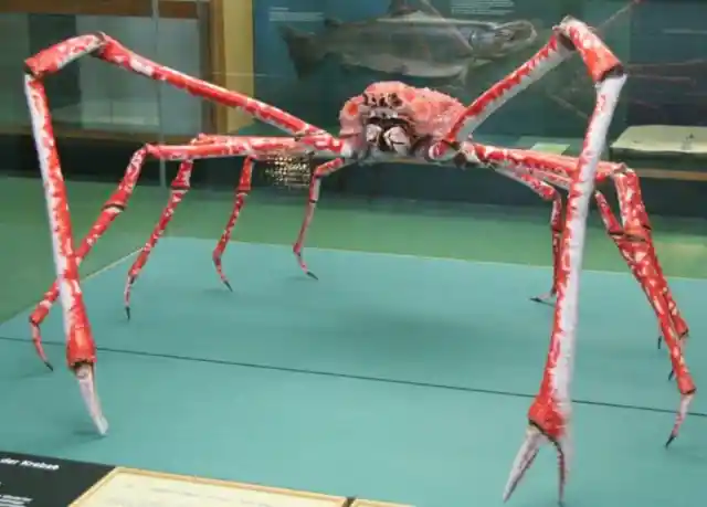 #3. Japanese Spider Crab