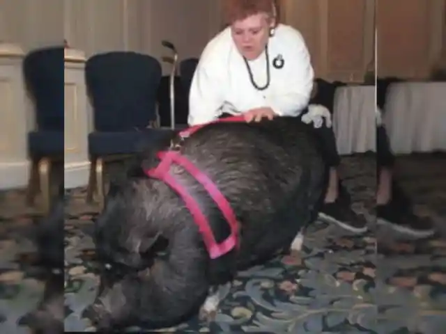#8. Pet Pig Saves The Day