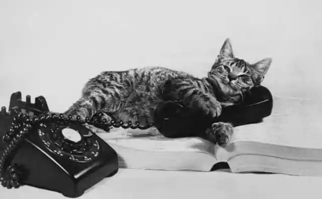 #6. Researchers Turned A Live Cat Into A Telephone In 1929
