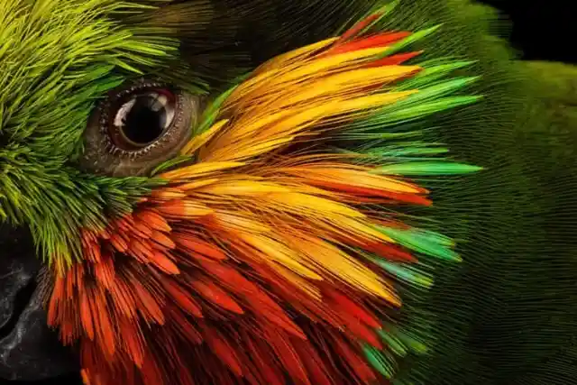 #15. A Bird Called Edward