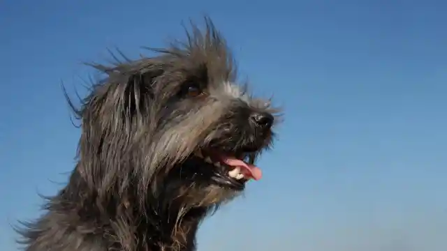 Pyrenean Shepherd