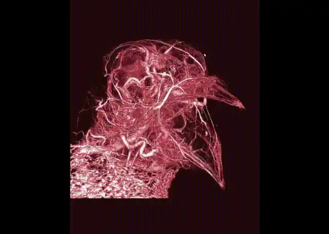 #10. Computed Tomography Scan Of A Parrot