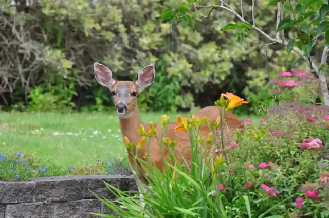 Wild Deer Gets In Trouble, Brave Man Comes To The Rescue