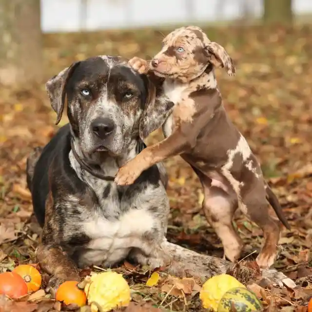 Catahoula Leopard Dog