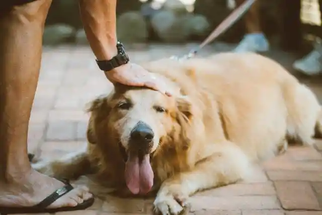 Dog Thought Of Playtime