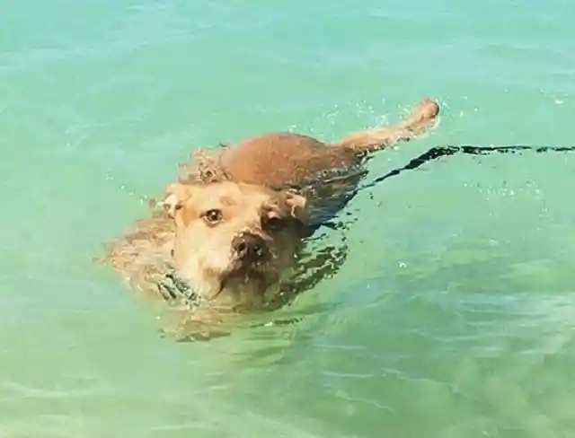 5. Beast, the Beach Dog