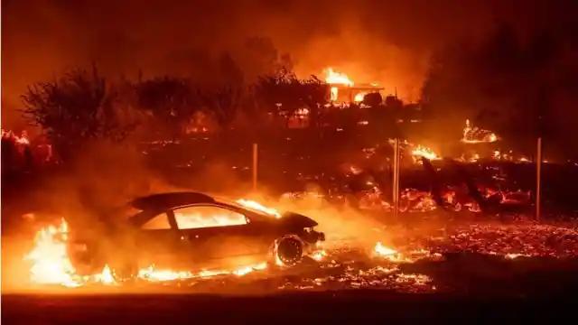 Dog Waits for Owner for a Month after California Fire