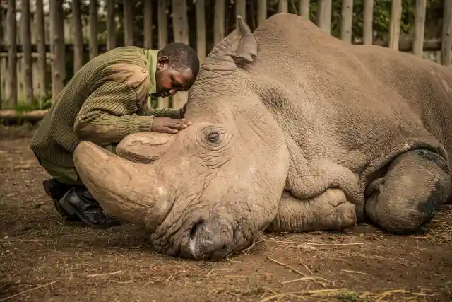 The Last Male Northern White Rhino