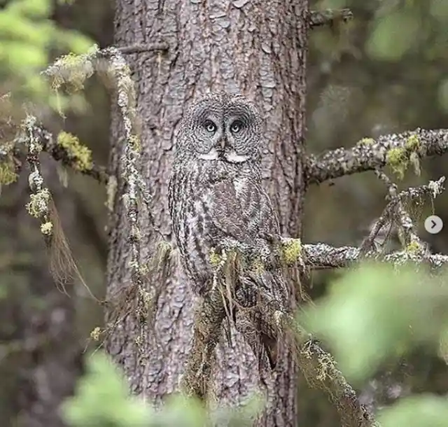 Camouflaged Owl
