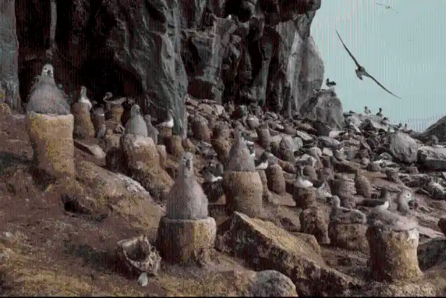 #14. Recondite Nesting Site