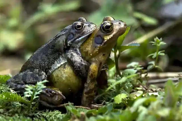 #7. Toads Were Used As Pregnancy Tests